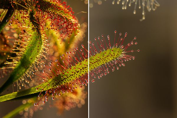 Как усилить резкость в Photoshop Как усилить резкость в Photoshop