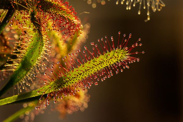 Как усилить резкость в Photoshop Как усилить резкость в Photoshop